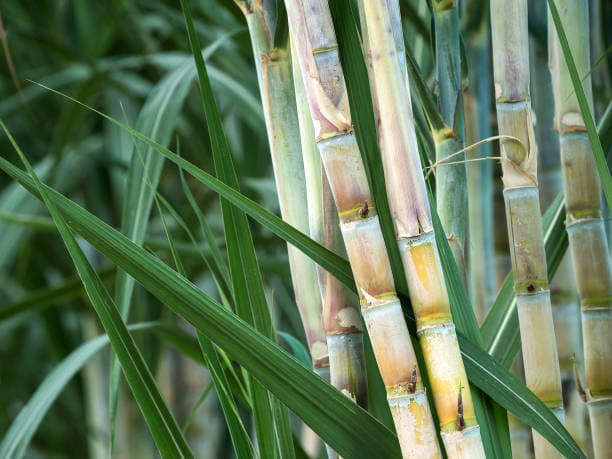 sugarcane